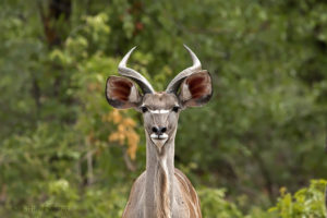 Kudu