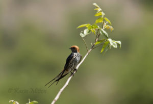 Lesser-Striped Swallow