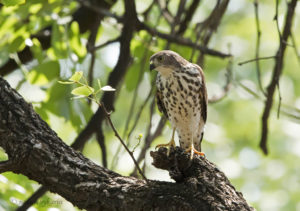 Little Sparrowhawk