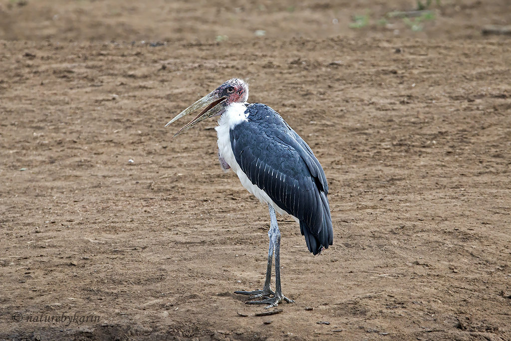 Marabou stork