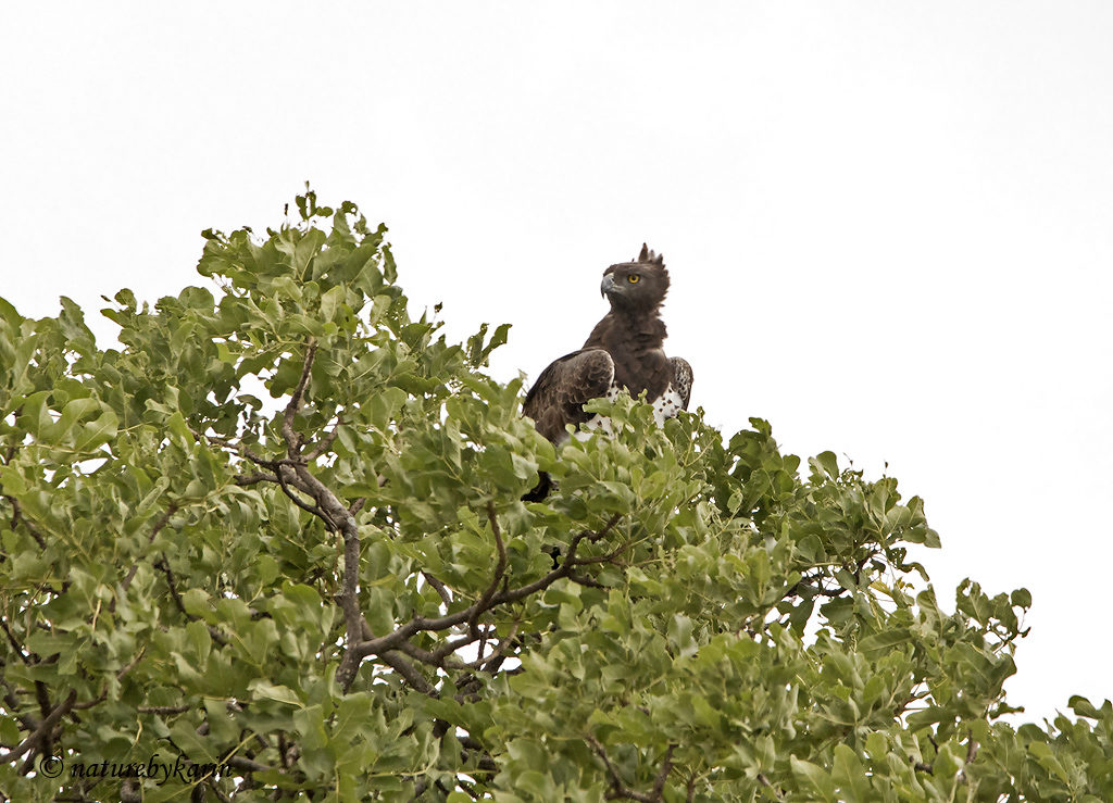 Martial Eagle