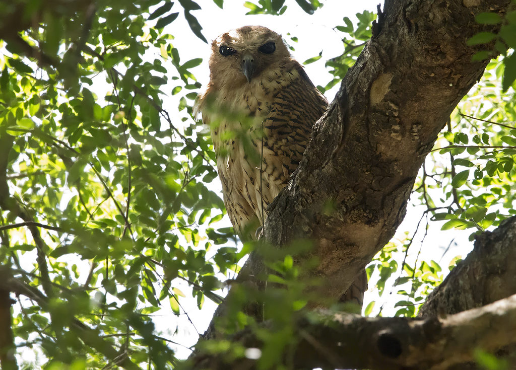 Pel's Fishing Owl