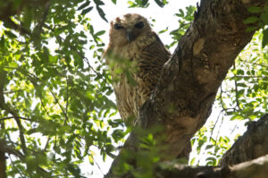Pel's Fishing Owl