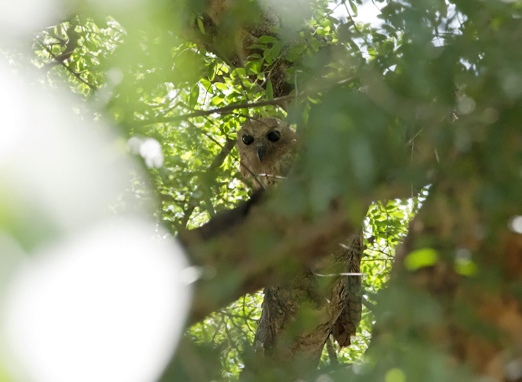 Pel's Fishing Owl