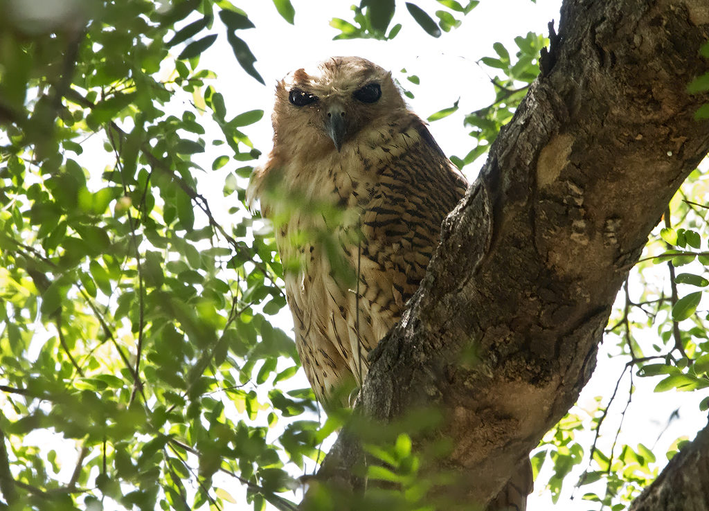 Pel's Fishing Owl