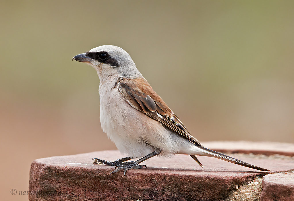 Red-backed shrike