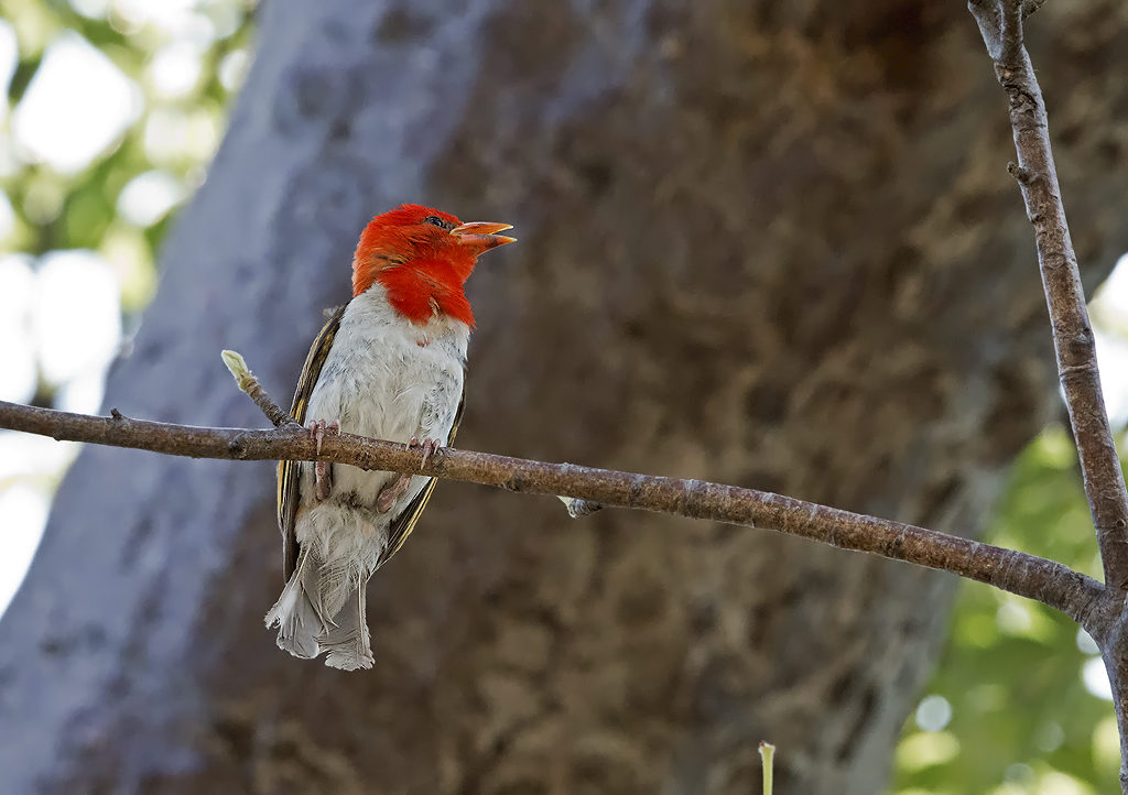 Red-headed weaver