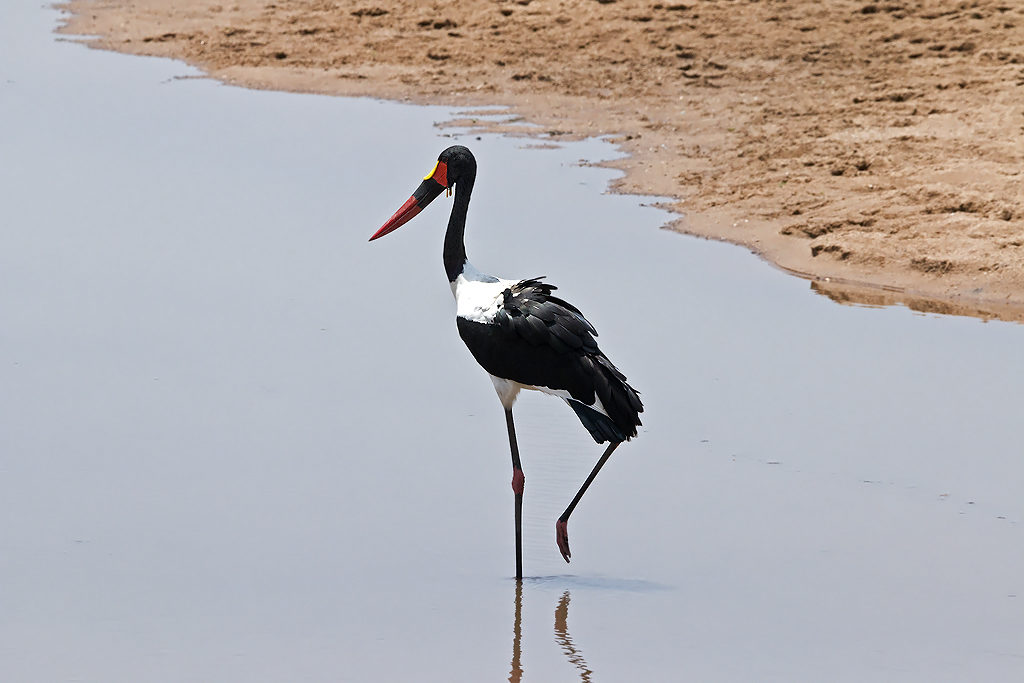 Saddle-billed Stork