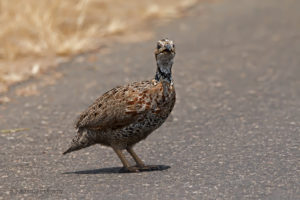 Shelley's Francolin