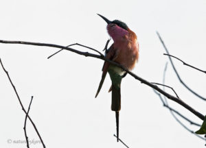 Southern Carmine bee-eater