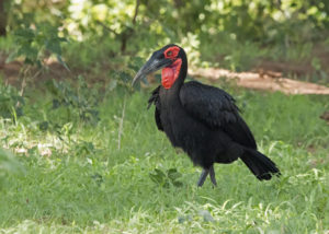 Southern Ground Hornbill