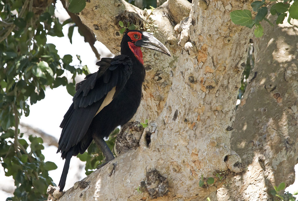 Southern Ground Hornbill