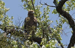 Tawny Eagle