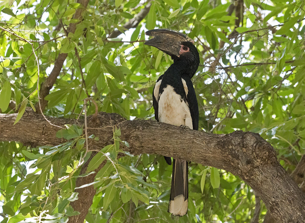 Trumpeter Hornbill