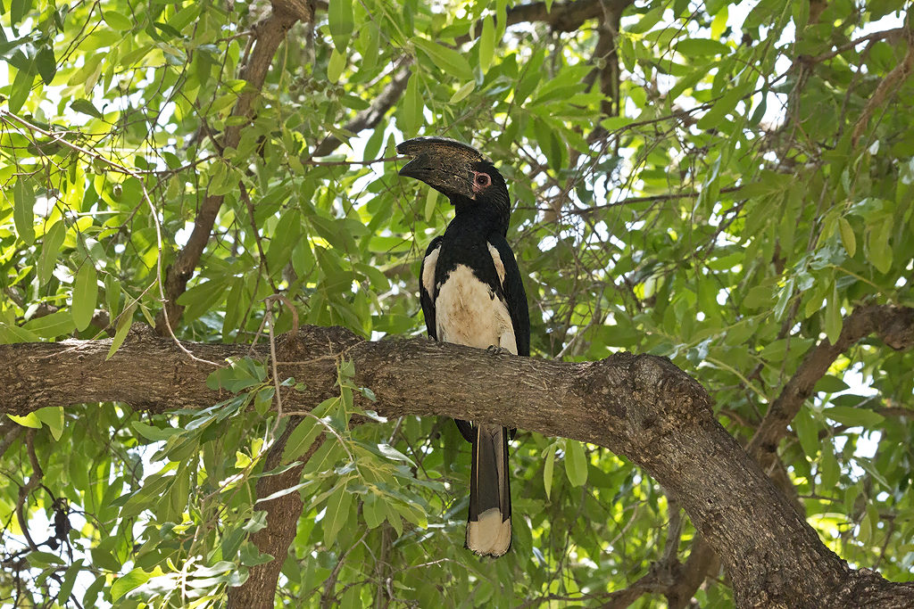 Trumpeter Hornbill