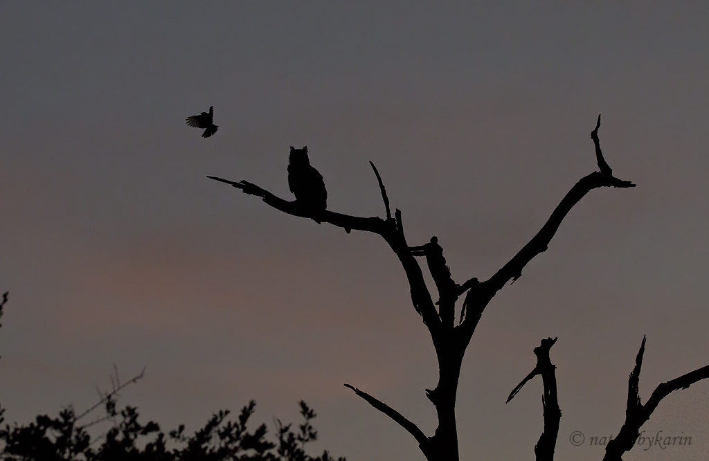 Verreaux's Eagl-Owl