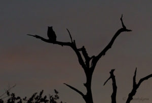 Verreaux's Eagl-Owl