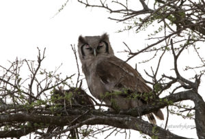 Verreaux’s Eagle Owl