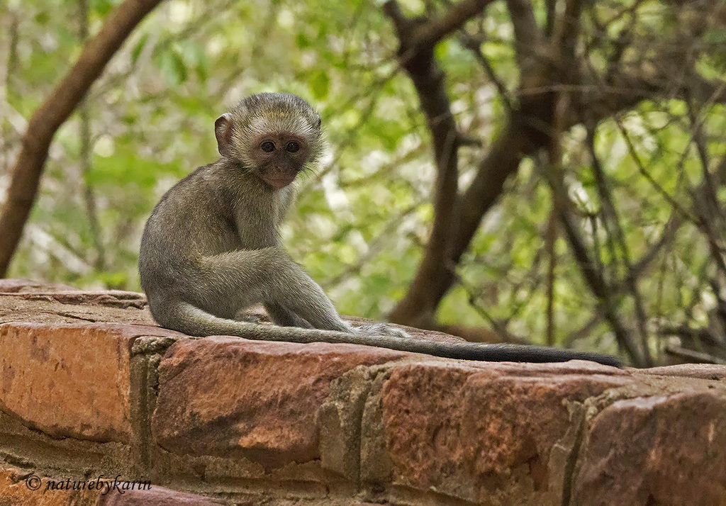 Vervet Monkey