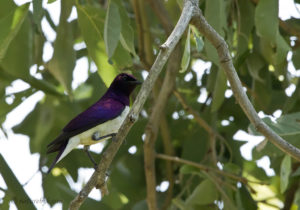 Violet-backed Starling