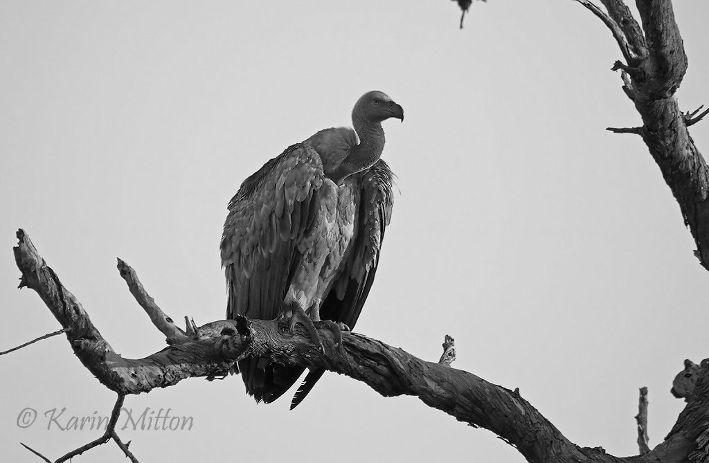 White-Backed vulture