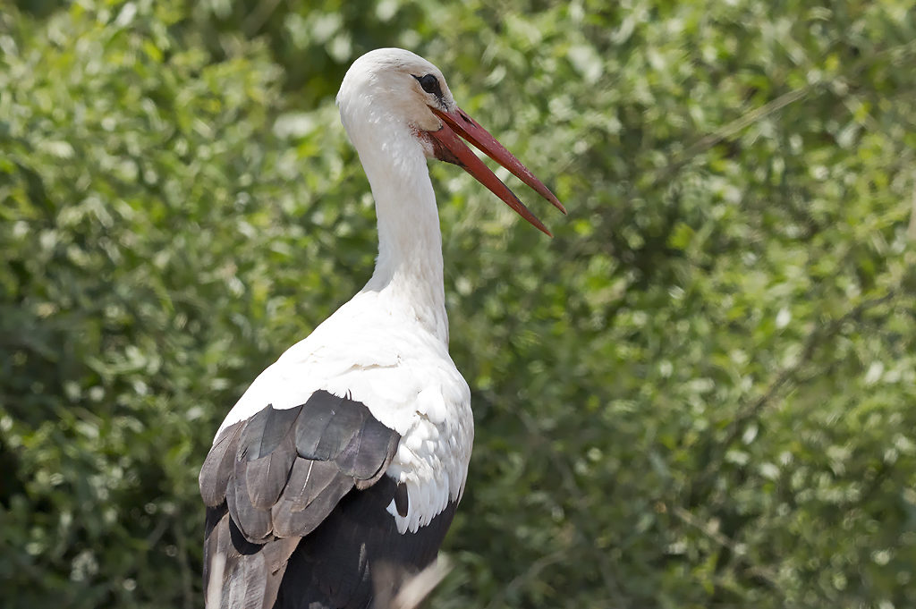 White Stork