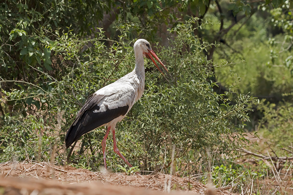 White Stork