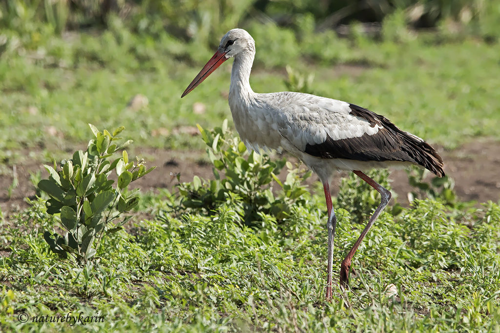 White stork