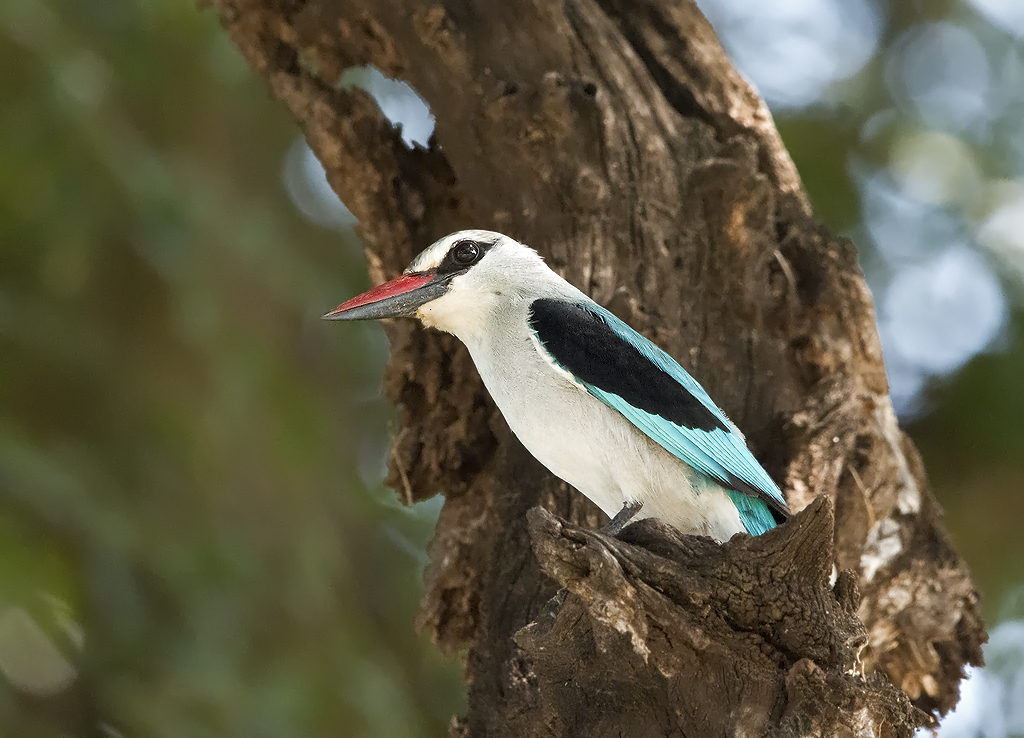 Woodland Kingfisher