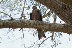 Yellow-billed Kite