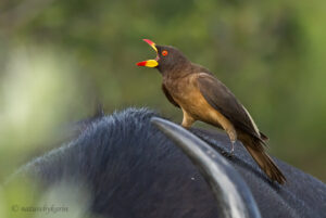 Yellow-billed Oxpecker