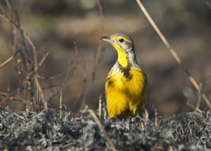 Yellow-throated Longclaw
