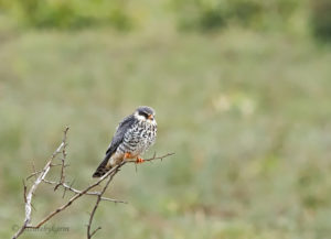 Amur Falcon