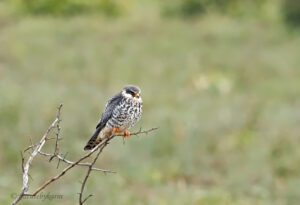 Amur Falcon