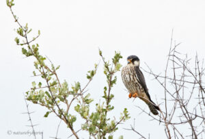 Amur falcon