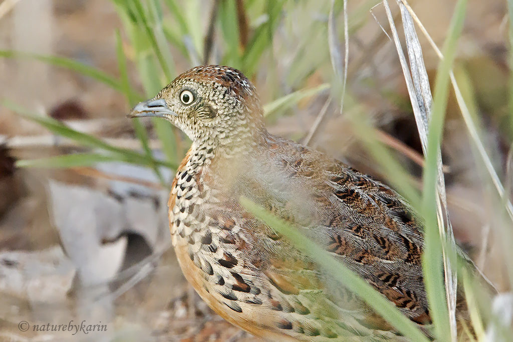 Common Button quail