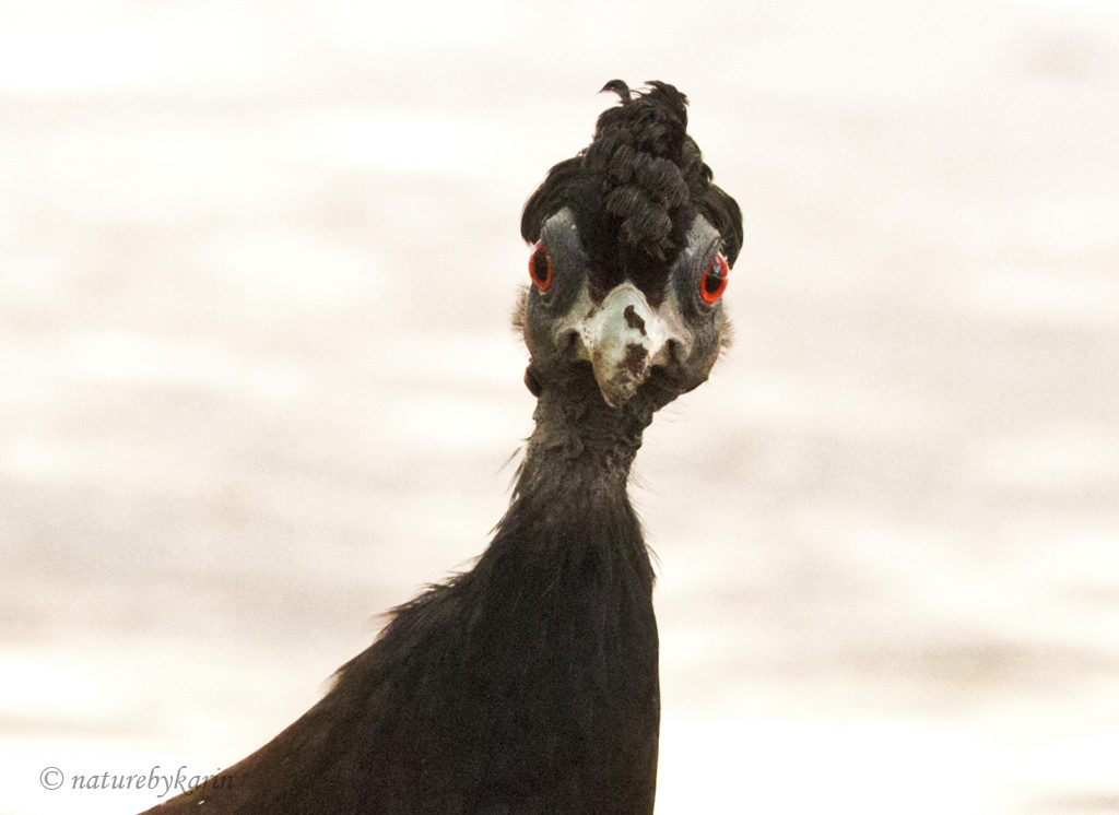 Crested Guineafowl