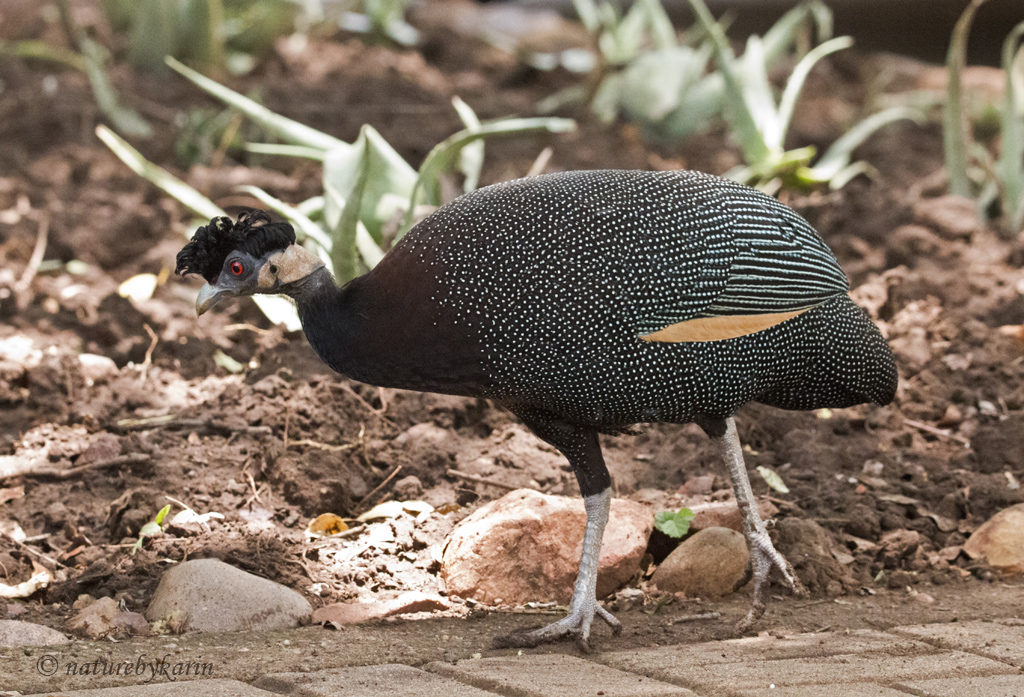 Crested Guineafowl