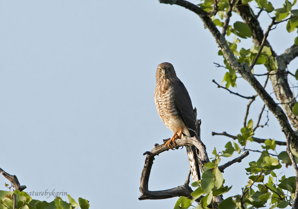 Dark Chanting Goshawk