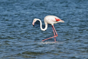Greater Flamingo