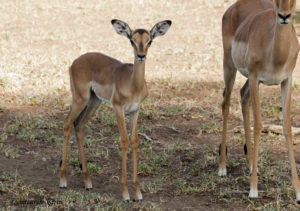 Impala