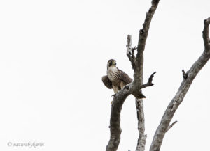 Lanner Falcon