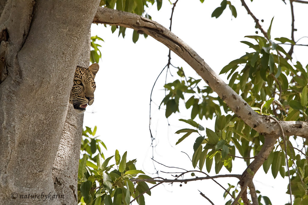 Leopard