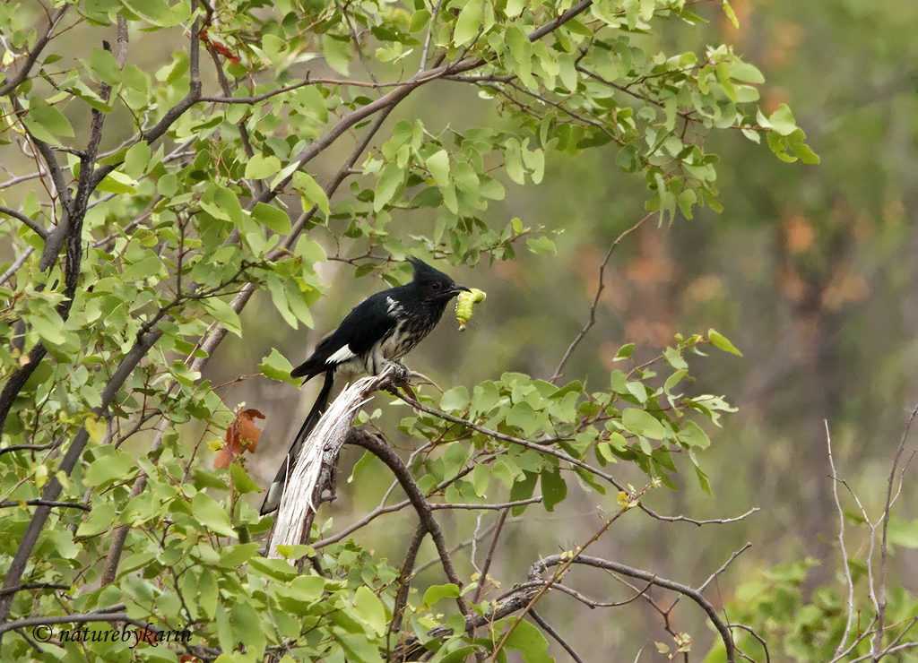 Leveillant's cuckoo