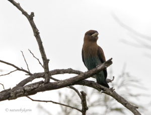 Thick-billed Roller