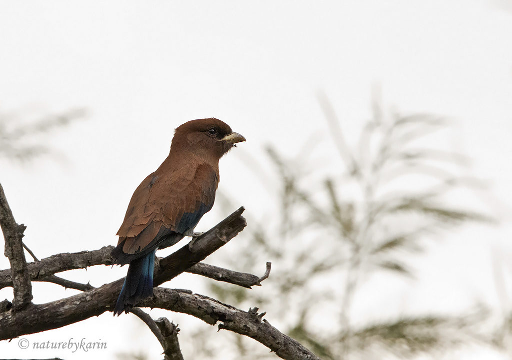 Thick-billed Roller