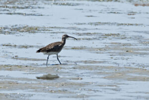 Whimbrel