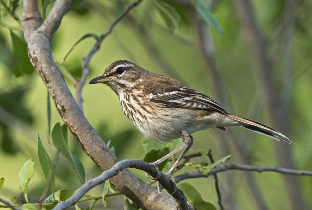 White-browed Scrub Robin