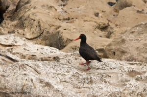 African Black Oyster Catcher