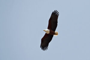 African Fish eagle